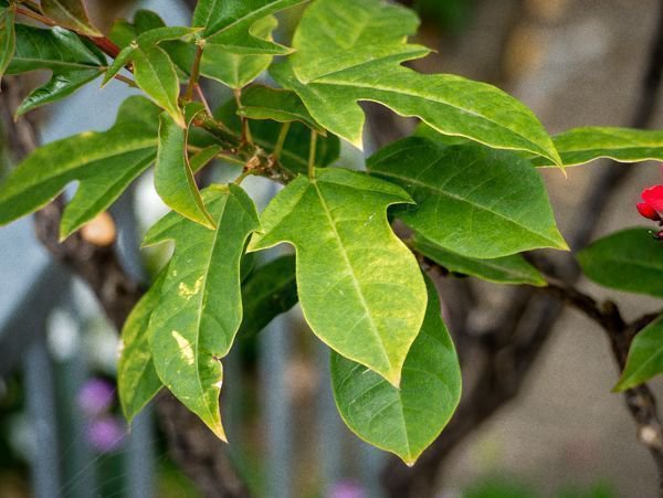 Jatropha integerrima