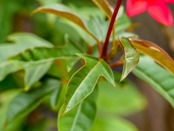 Blatt Peregrinastrauch Jatropha integerrima