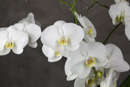 Weiße Orchidee zum Blaufärben
