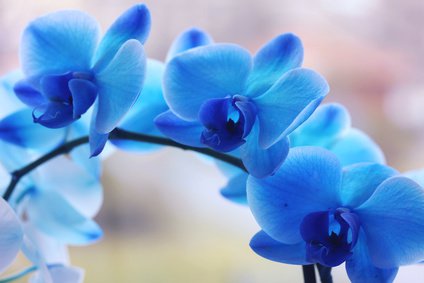 Blaue Orchideenrispe