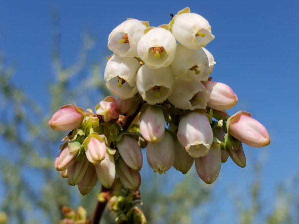 Heidelbeeren Ranka Tessin