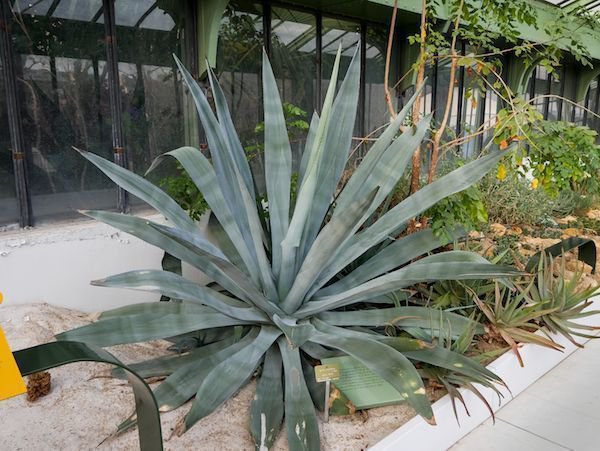 Agave tequilana