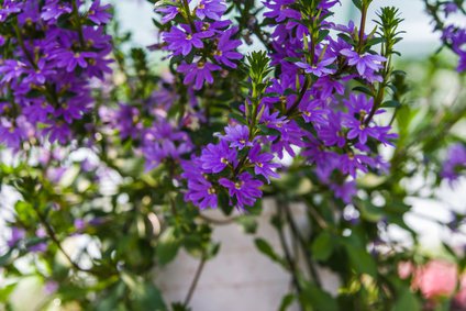 Blaue Fächerblume - Scaevola aemula