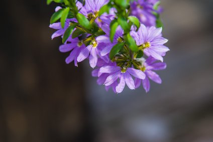 Blaue Fächerblume (Scaevola aemula) in voller Blüte