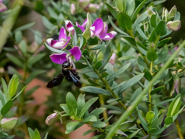 Blaue Holzbiene: Sie liebt die Kreuzblume Polygala