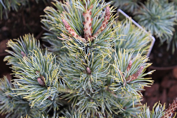 Blaue Kriechkiefer 