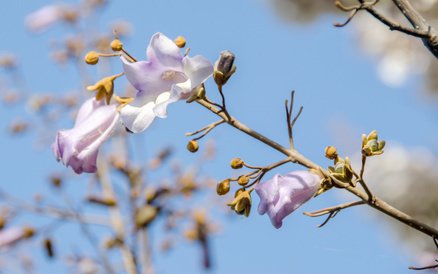 Violet flowers of paulownia tomentosa tree