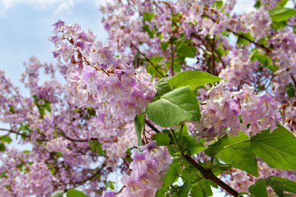 Blauglockenbaum, Paulownia