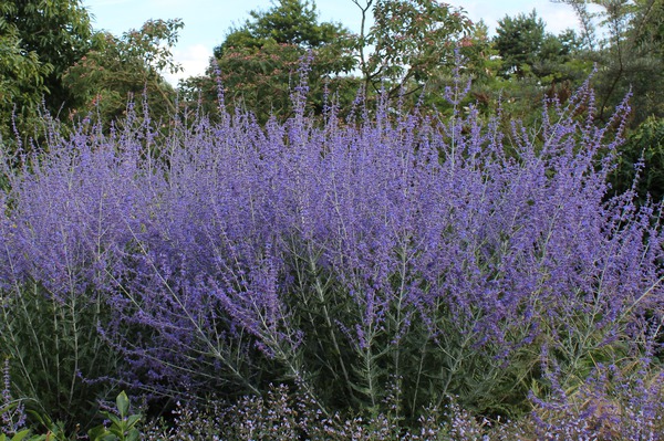 Blauraute, Silberstrauch, Perovskie 'Blue Spire'