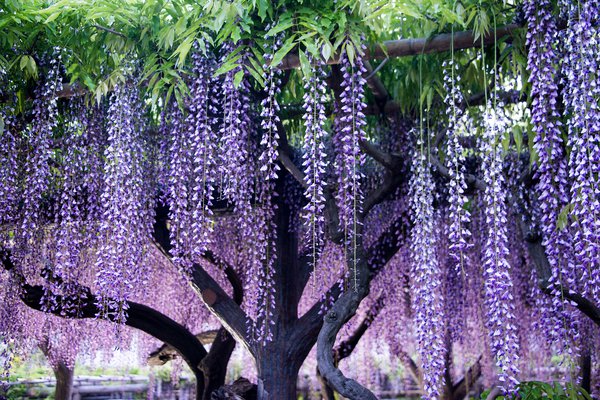 Blauregen (Wisteria, Glycine)