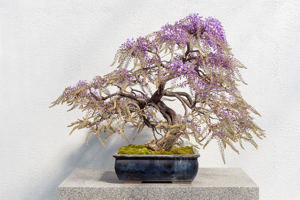 Blauregen Bonsai