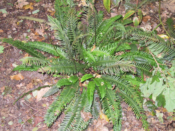 Blechnum spicant