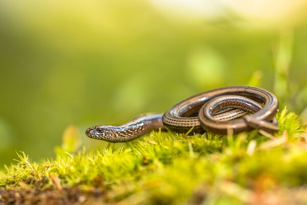 Blindschleiche, Anguis fragilis, im Garten, Ntzling