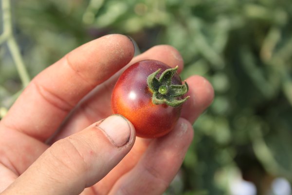 Heirloom Tomate Blue Berry (Solanum lycopersicum)