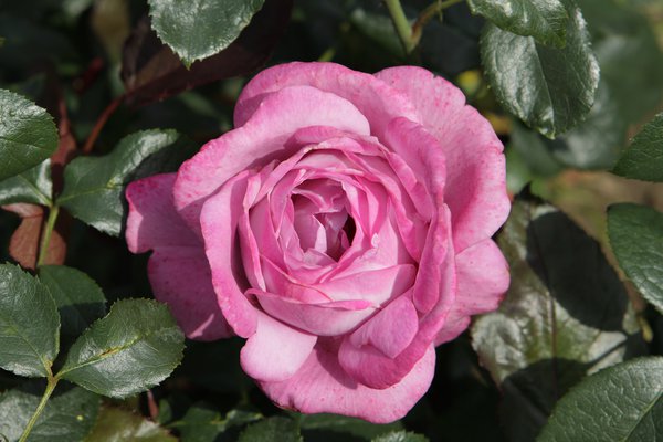 Edelrose 'Blue River'