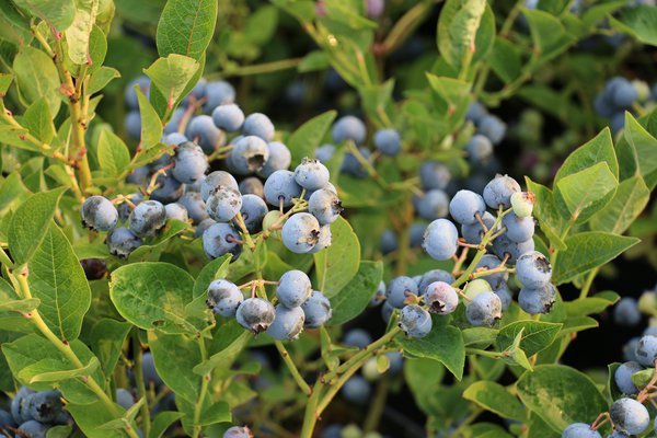 Heidelbeere Bluesbrothers Vaccinium