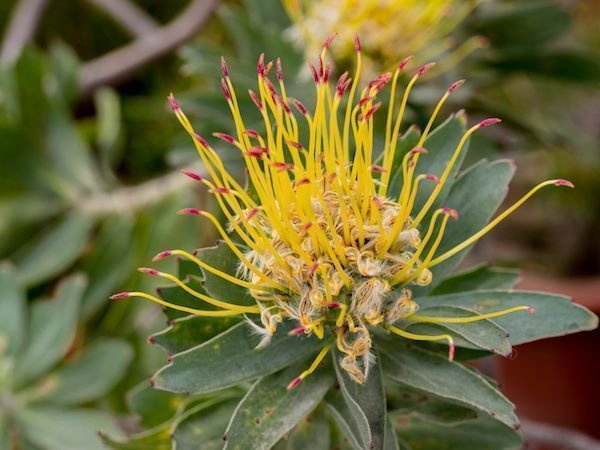 Leucospermum grandiflorum