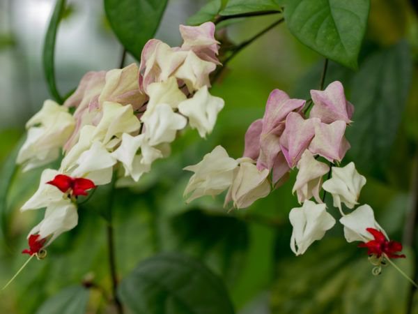 Clerodendrum thomsoniae