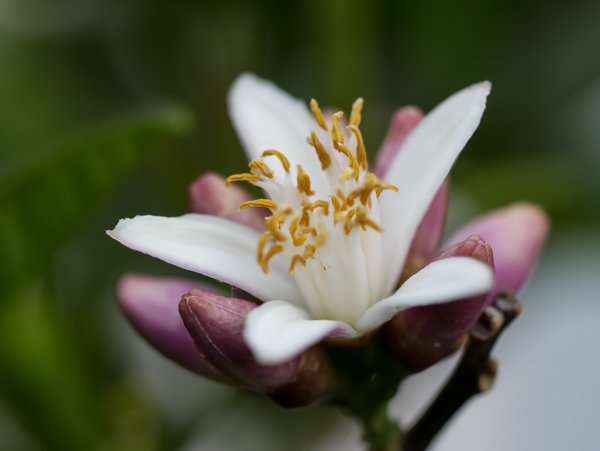 Buddhas Hand Zitrone Knospen und Blüten sind kräftig und wunderschön