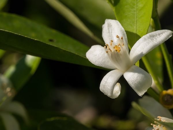 filigrane Blüte des Orangenbäumchens