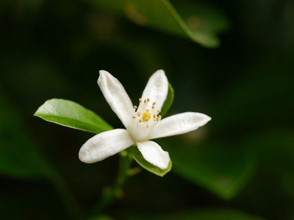 Die Calamansi Pflanzen haben wunderschöne, filigrane Blüten