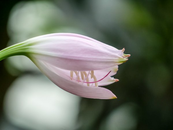 Gartenamaryllis