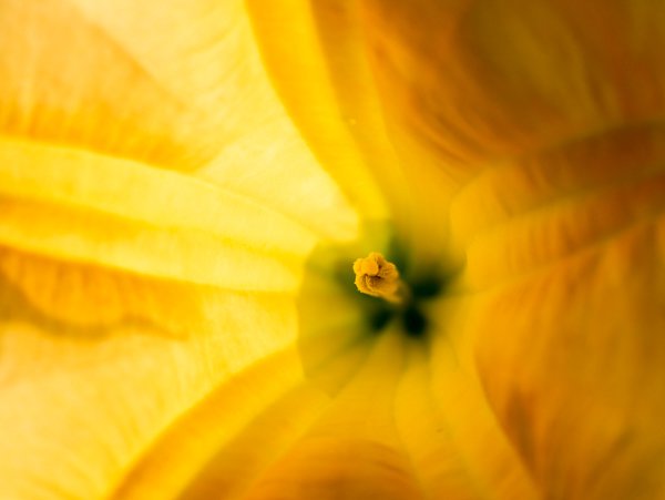 Datura überwintern