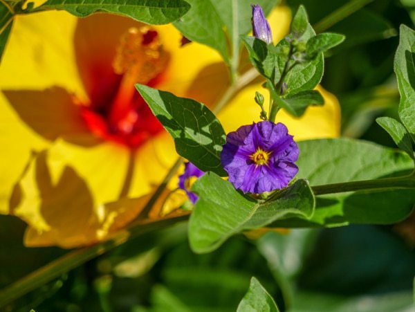 Solanum rantonnetii in voller Blüte