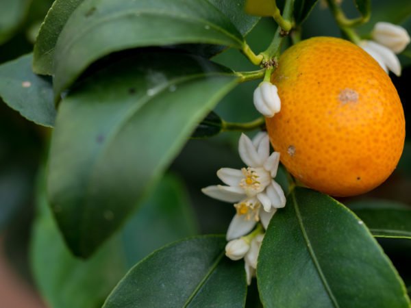 Kumquat winterhart
