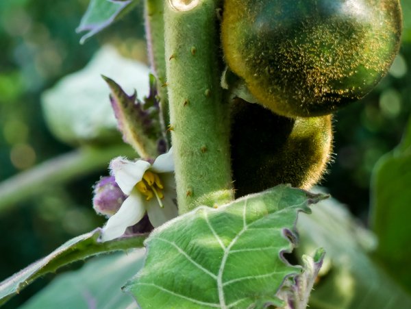 Solanum quitonense