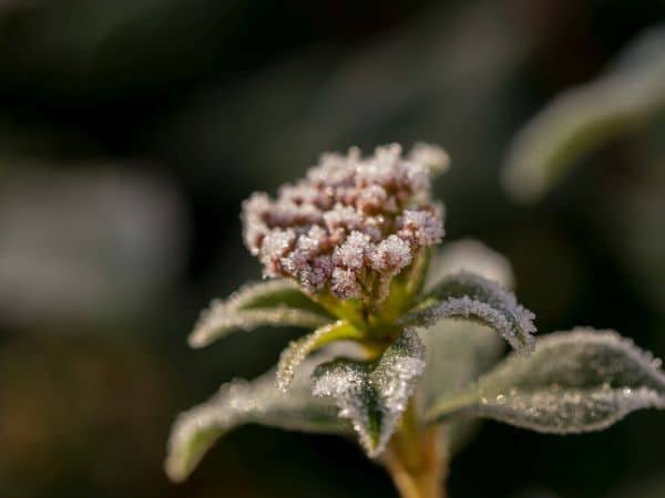 Frost kann dem Olivenbaum zusetzen