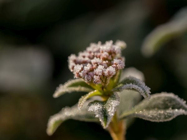 Pflanzen winterhart