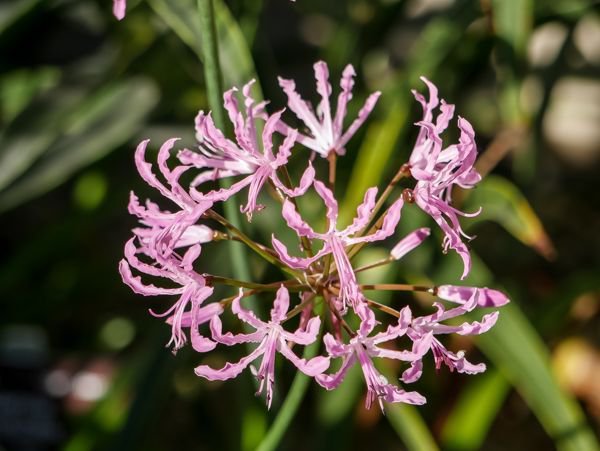 Nerine bowdenii