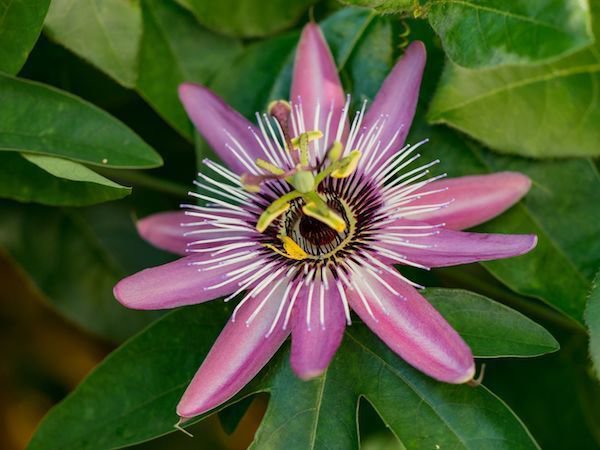 Passiflora violacea