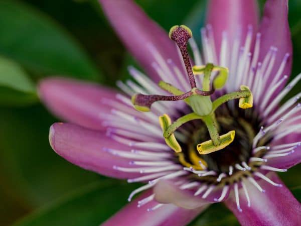 Prächtige Blüte der Passiflora violacea