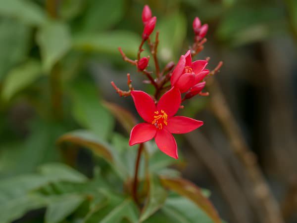 Peregrinastrauch jatropha integerrima