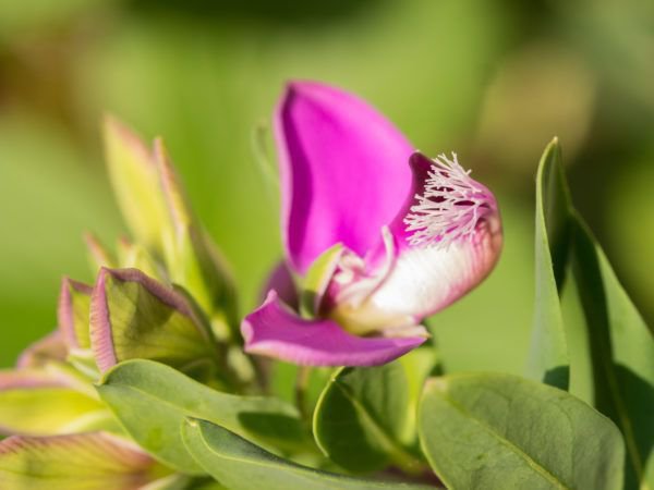 Kreuzblume polygala myrtifolia Pflege - Tipps