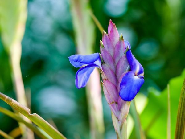 Tillandsien Blüte