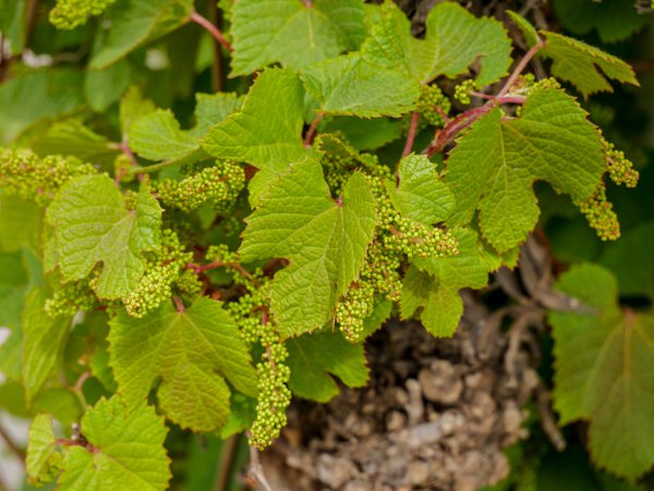 Weinreben pflanzen