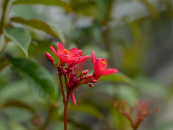 Blüte und Knospen Peregrinastrauch Jatropha integerrima