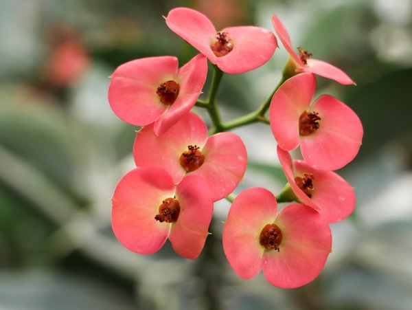 Euphorbia milii