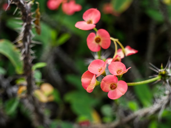 Euphorbia milii