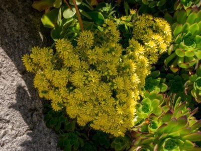 gelbe Blüten der Echeveria