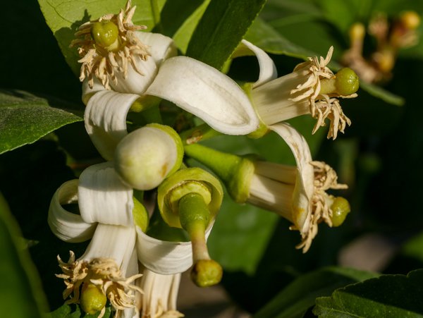 Citrus medica