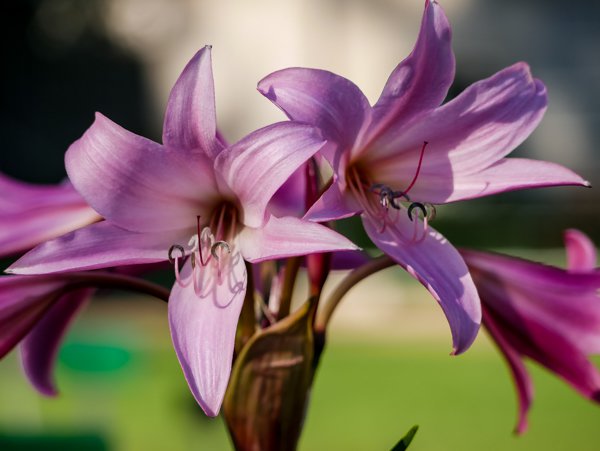 Gartenamaryllis