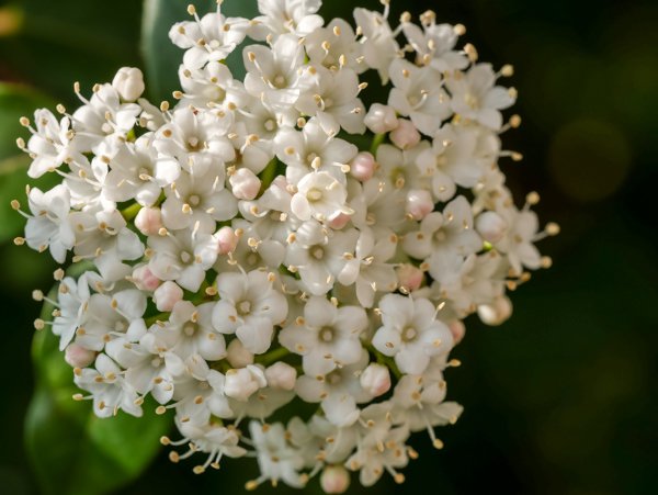 Mittelmeerschneeball Viburnum minus