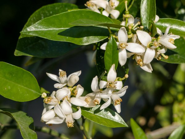 Orangenbaum kaufen