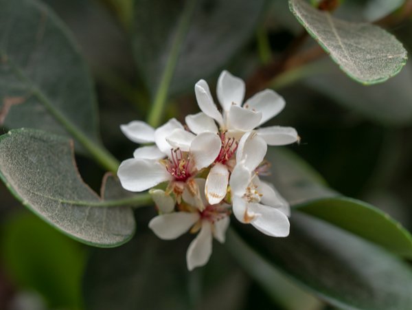 Raphiolepsis umbellata