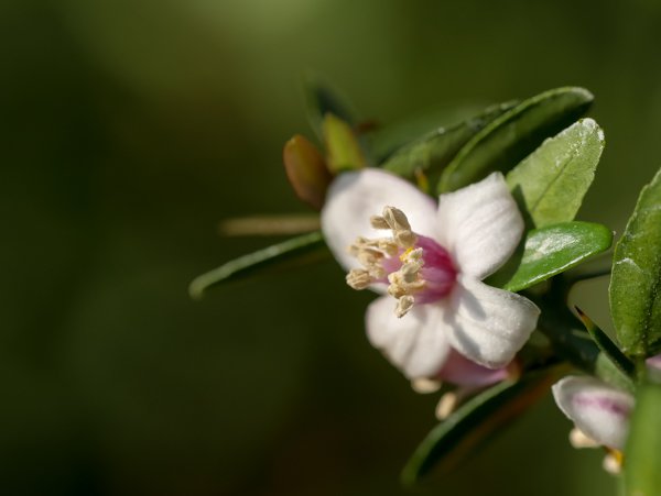 Microcitrus australasica