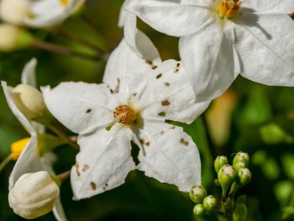 Solanum jasminoides kann von Milben befallen werden